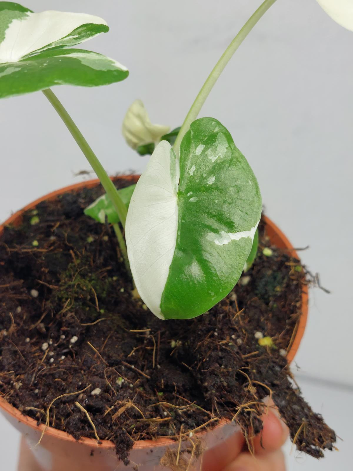 Alocasia Macrorrhiza Variegata