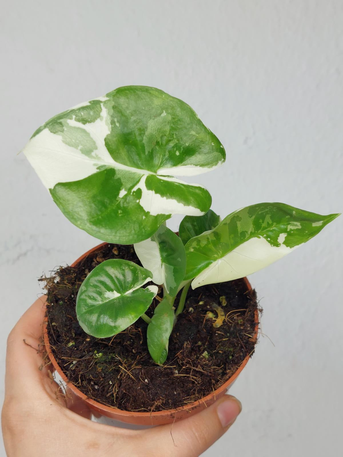 Alocasia Macrorrhiza Variegata