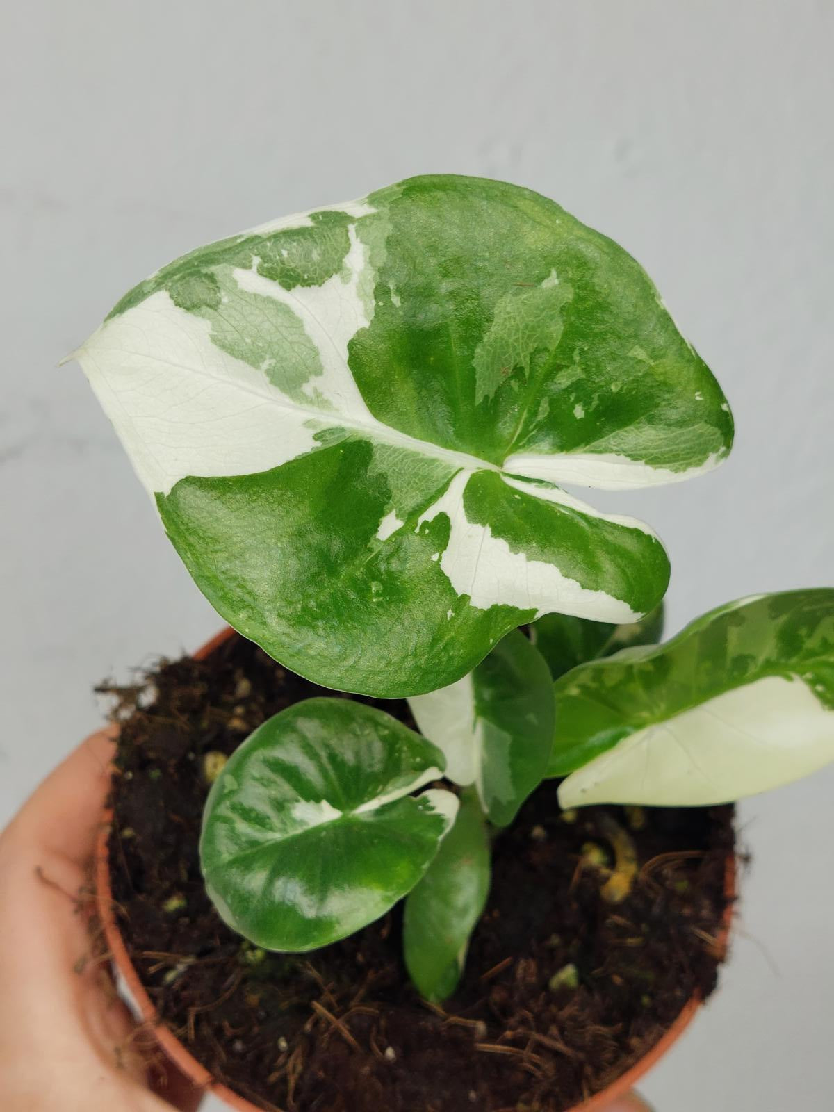 Alocasia Macrorrhiza Variegata