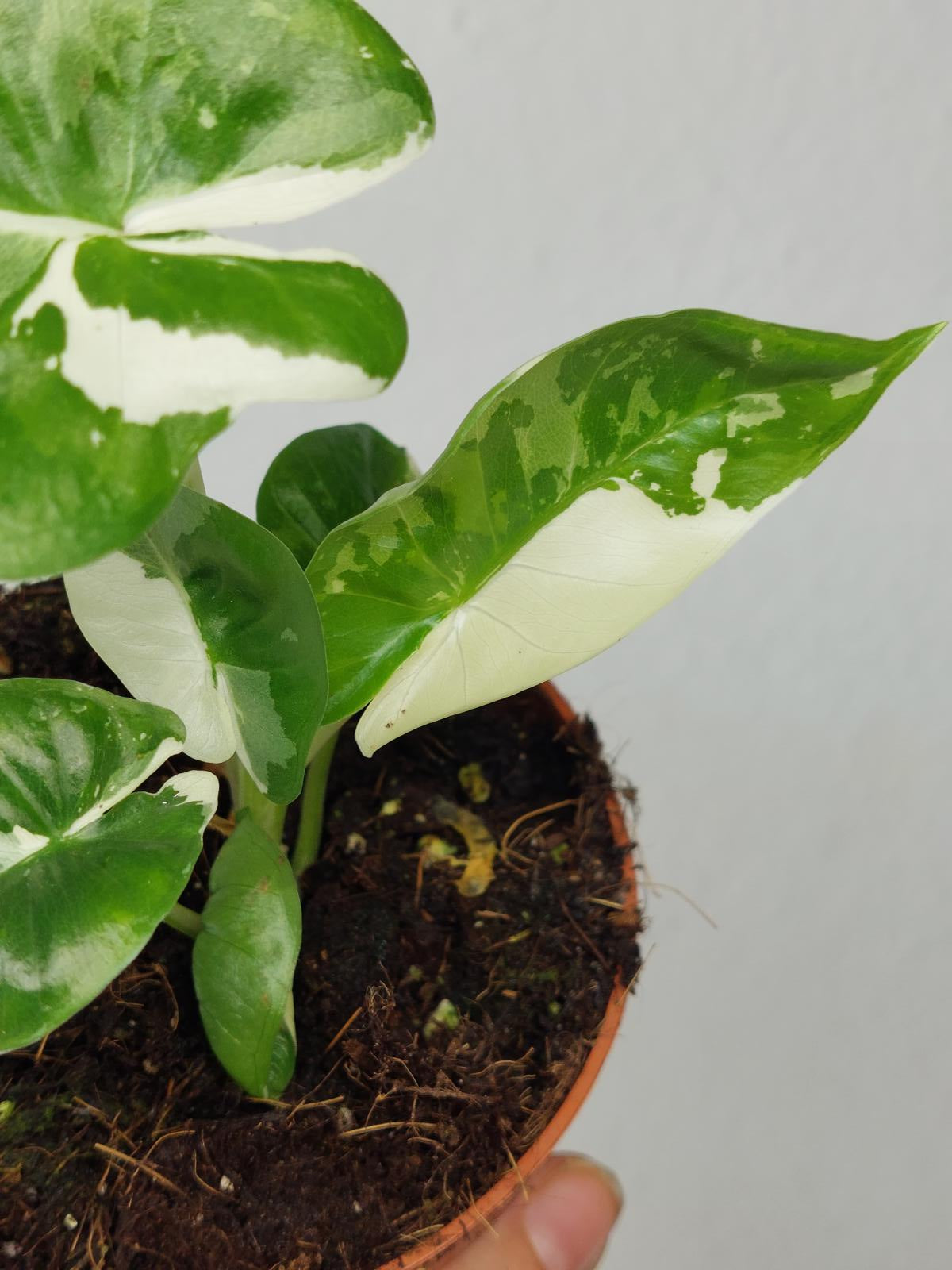 Alocasia Macrorrhiza Variegata