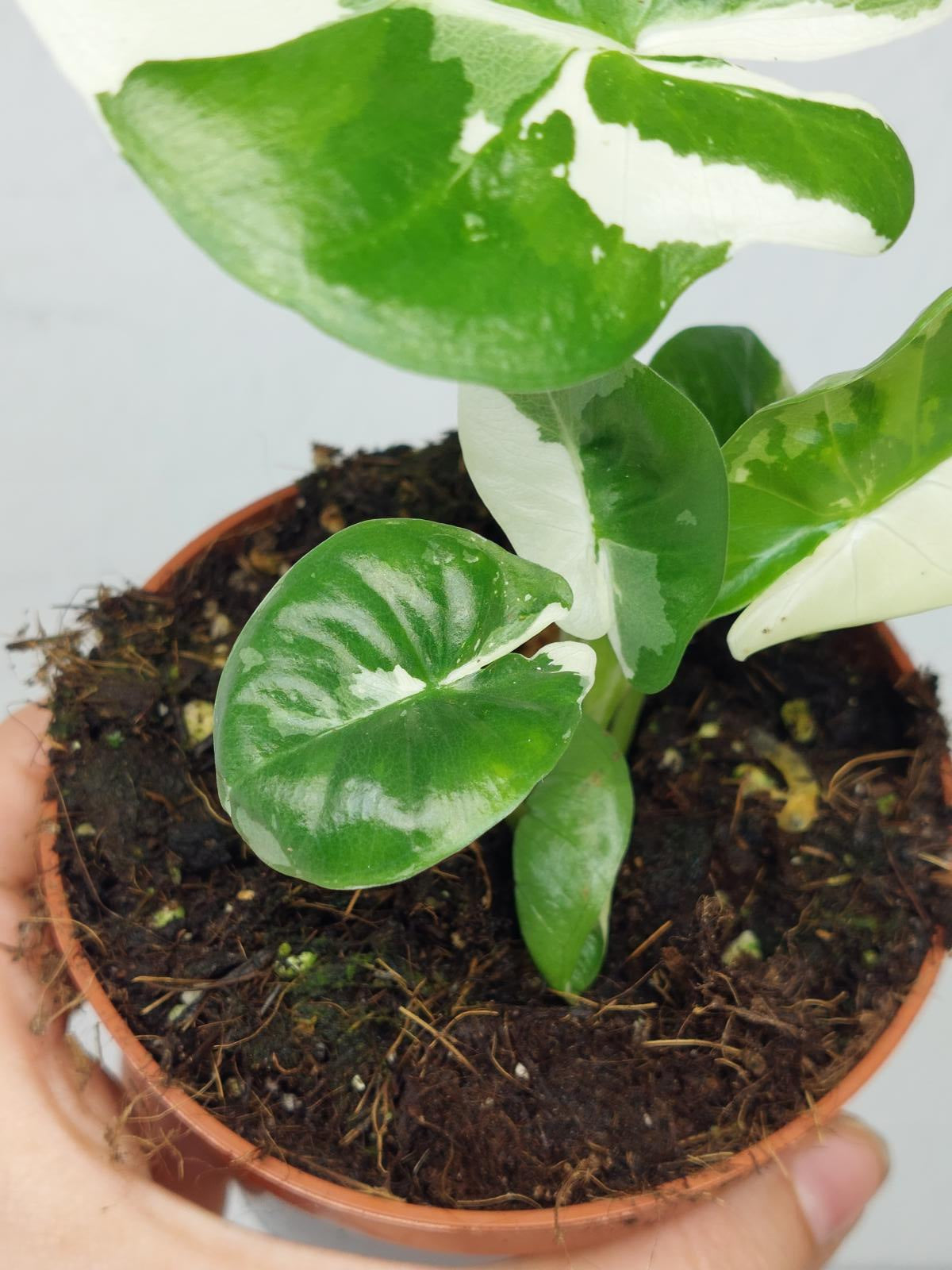 Alocasia Macrorrhiza Variegata