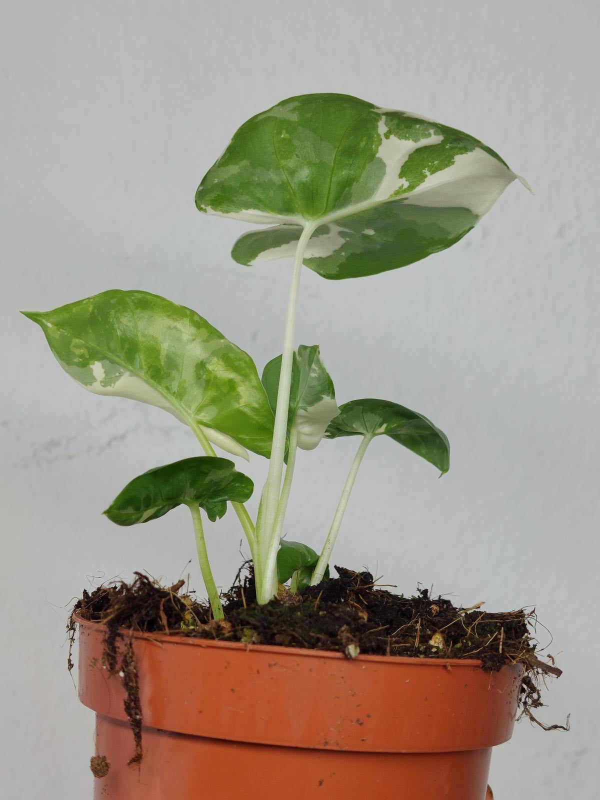 Alocasia Macrorrhiza Variegata