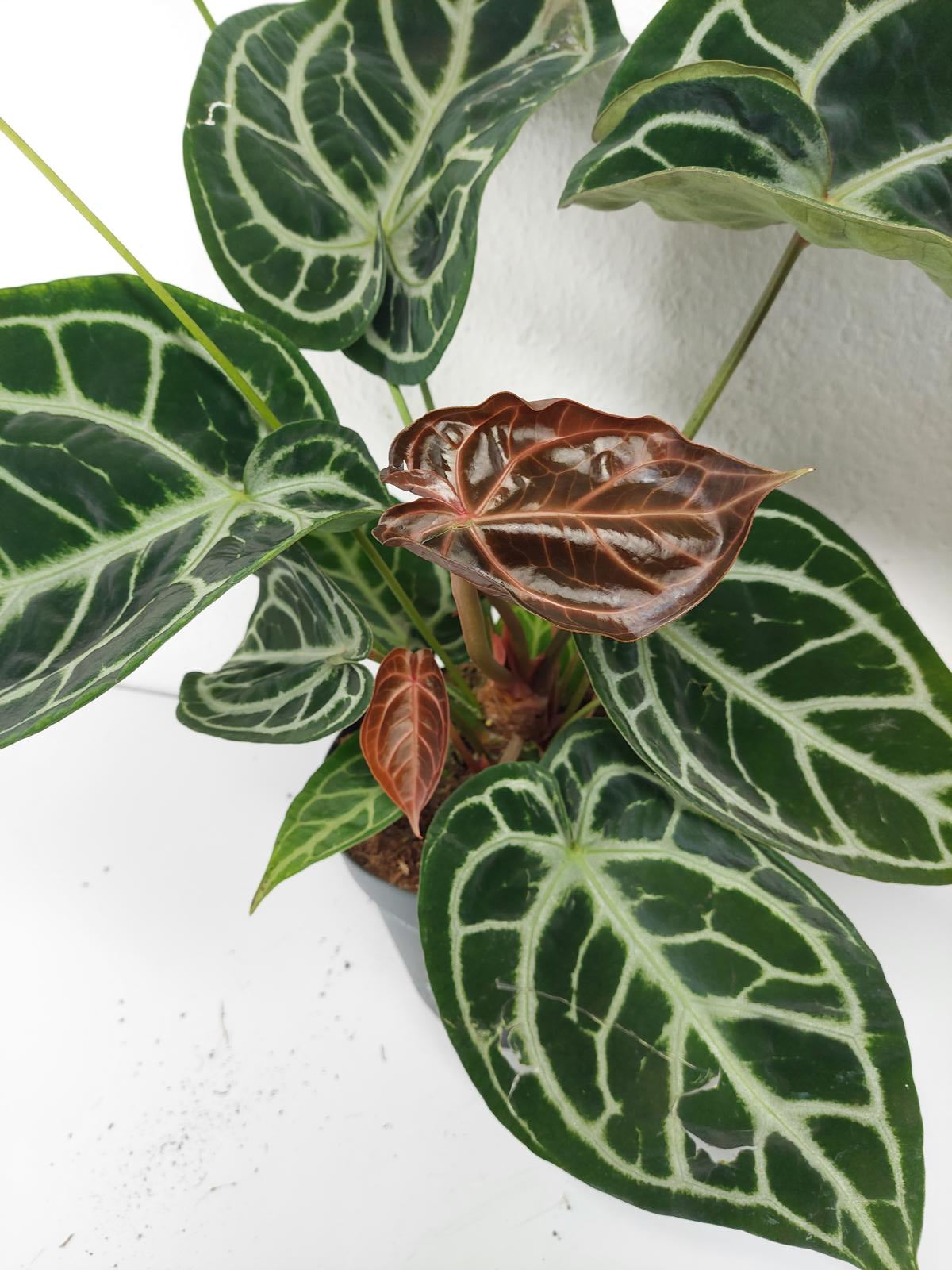 Anthurium Crystallinum Karma Crystal
