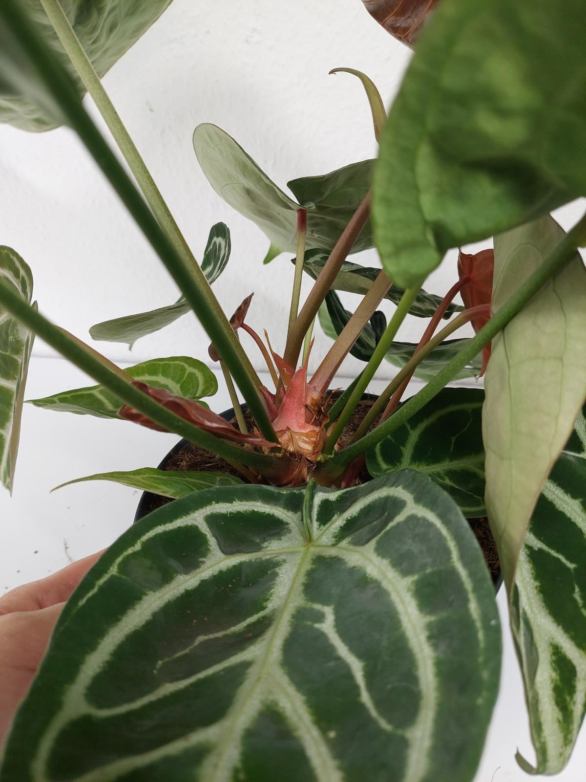 Anthurium Crystallinum Karma Crystal