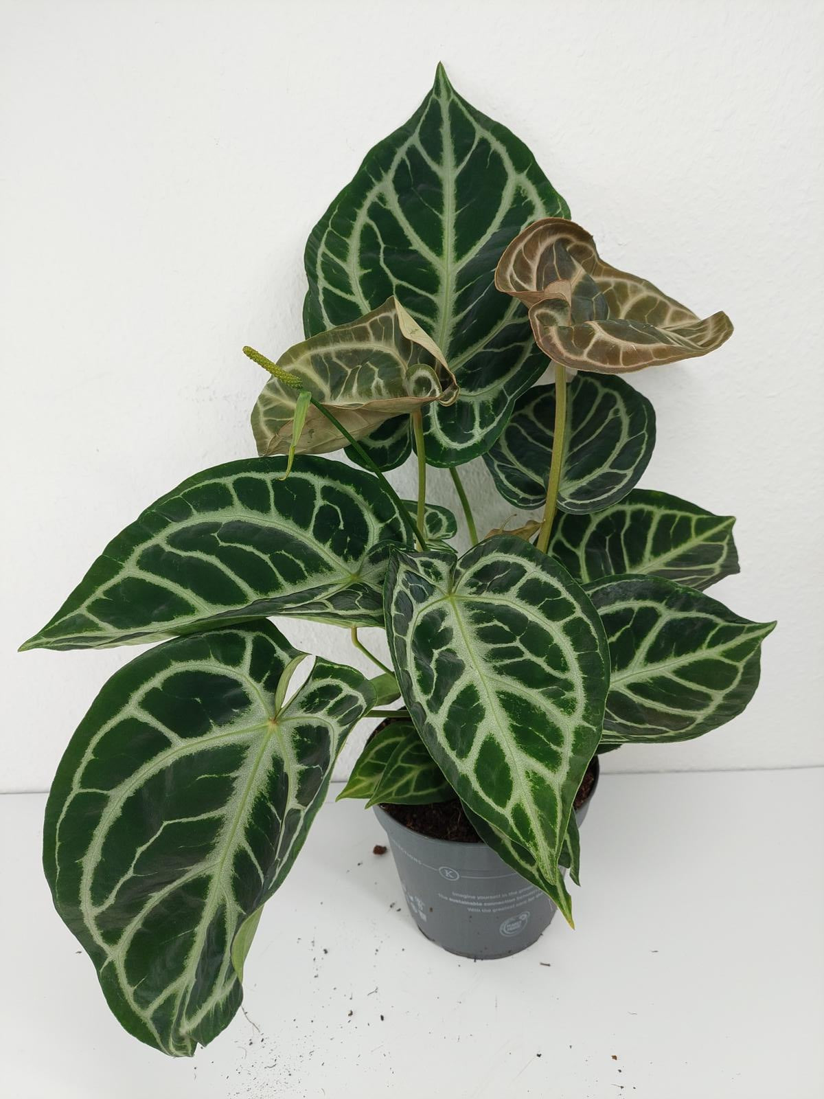 Anthurium Crystallinum Karma Crystal