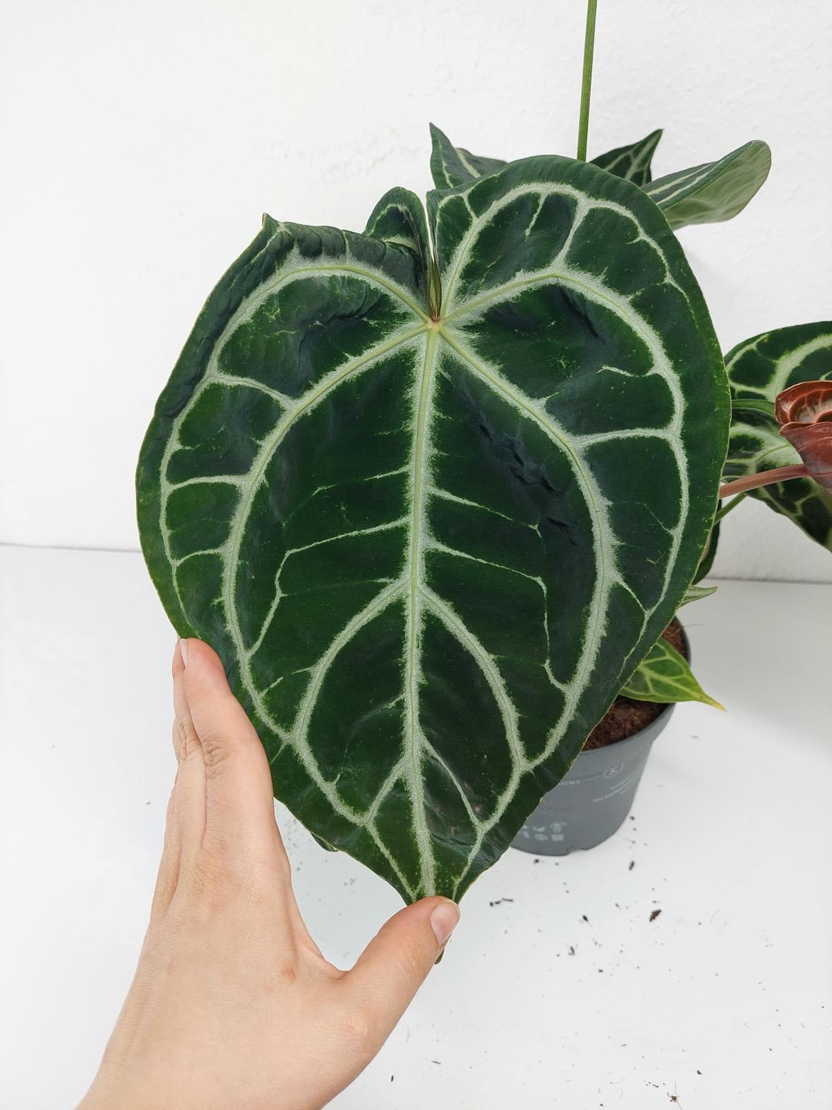 Anthurium Crystallinum Karma Crystal