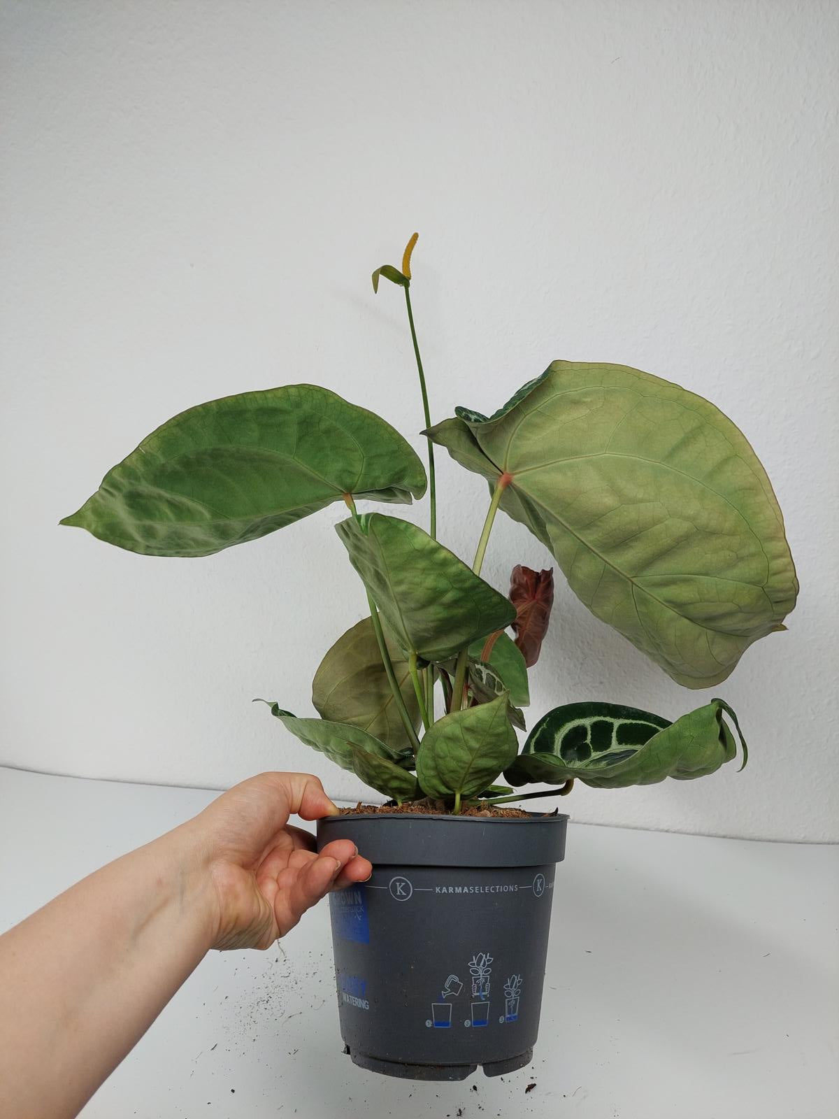 Anthurium Crystallinum Karma Crystal