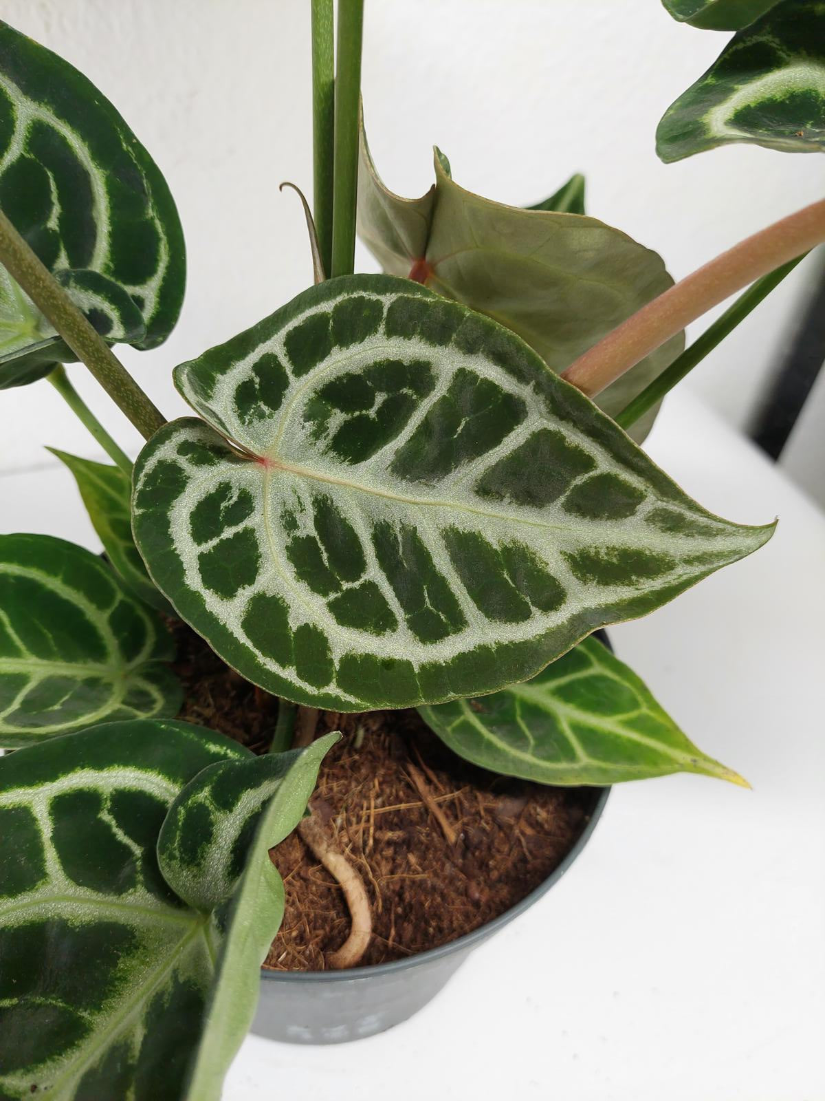 Anthurium Crystallinum Karma Crystal