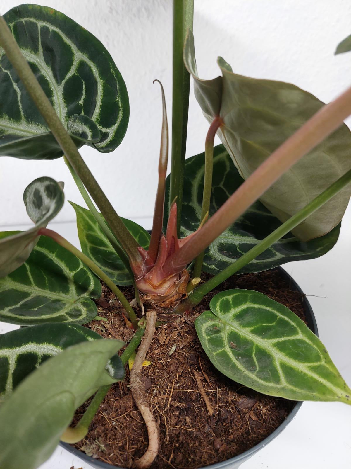 Anthurium Crystallinum Karma Crystal