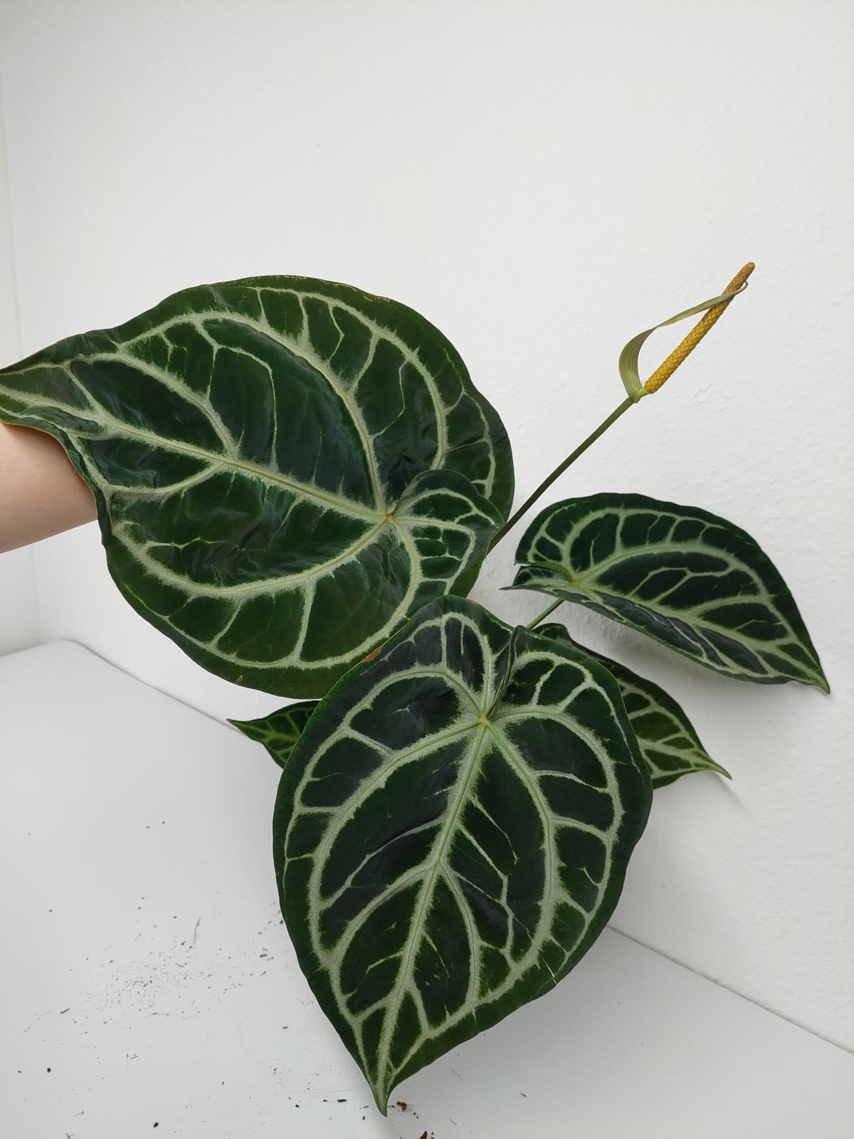 Anthurium Crystallinum Karma Crystal