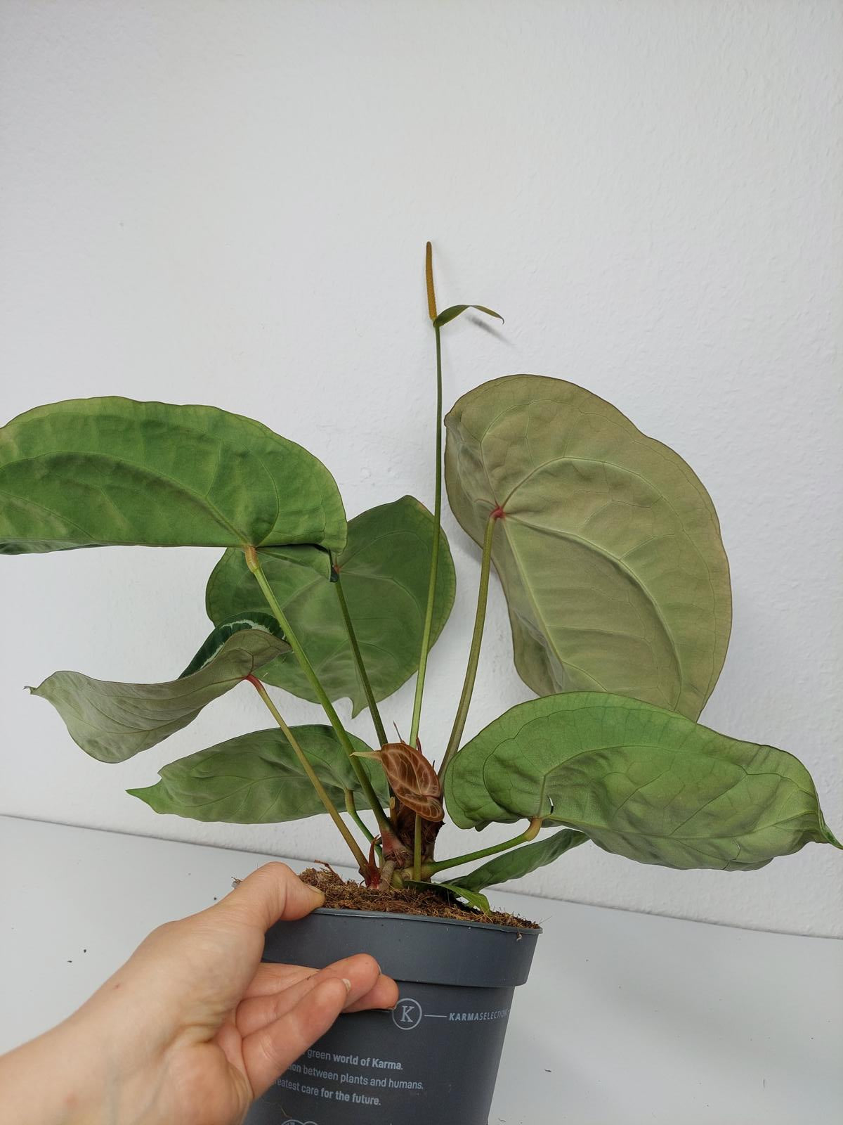 Anthurium Crystallinum Karma Crystal