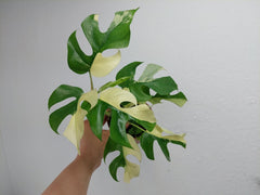 Monstera Minima / Raphidophora Tetrasperma Variegata