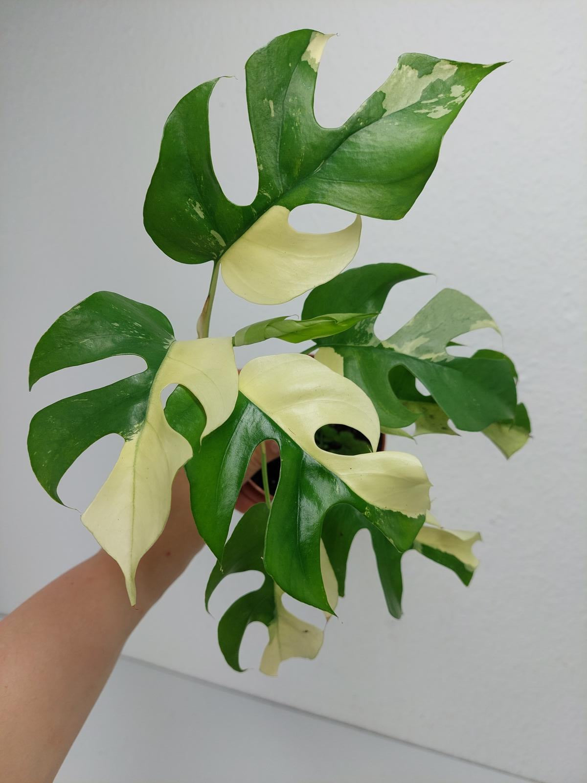 Monstera Minima / Raphidophora Tetrasperma Variegata