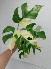 Monstera Minima / Raphidophora Tetrasperma Variegata
