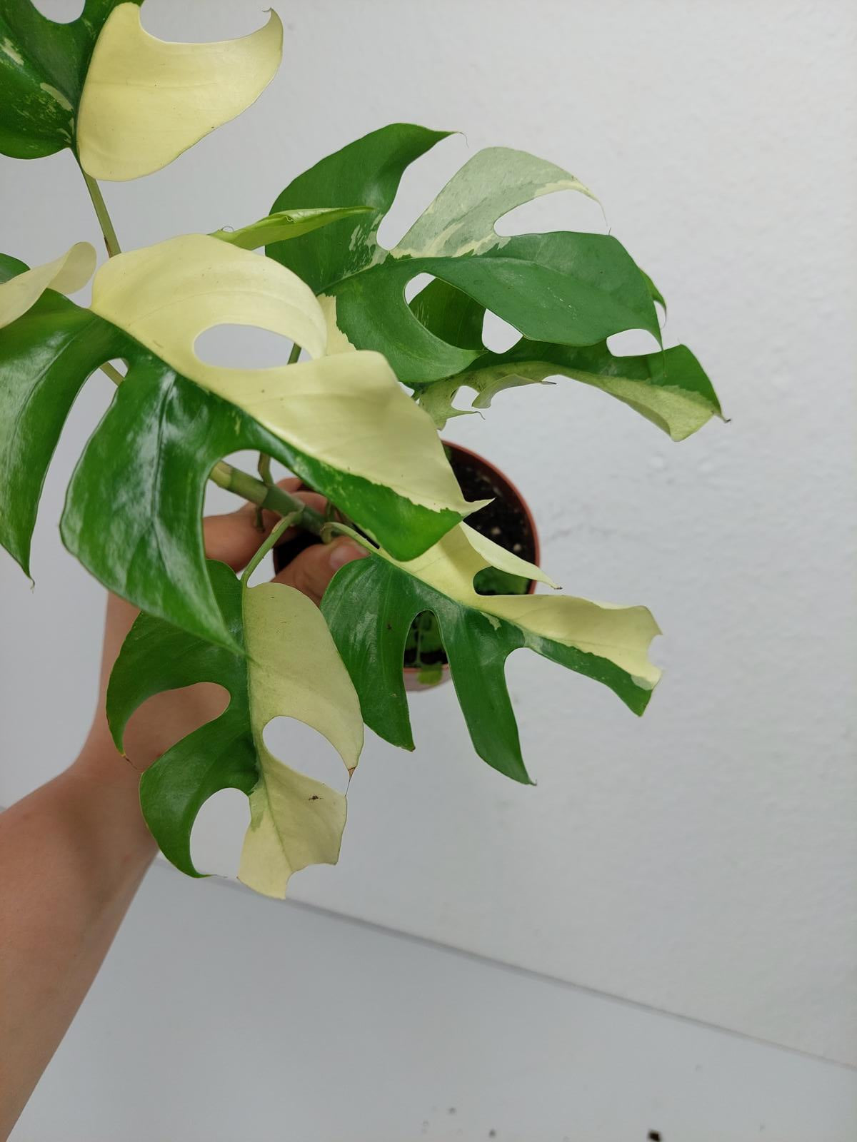 Monstera Minima / Raphidophora Tetrasperma Variegata