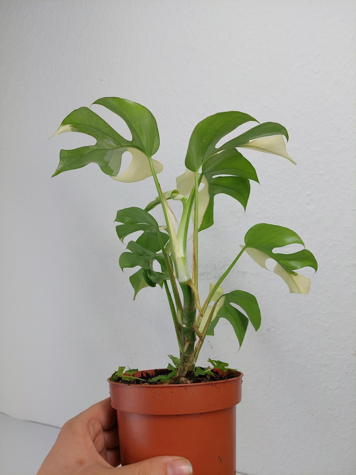 Monstera Minima / Raphidophora Tetrasperma Variegata