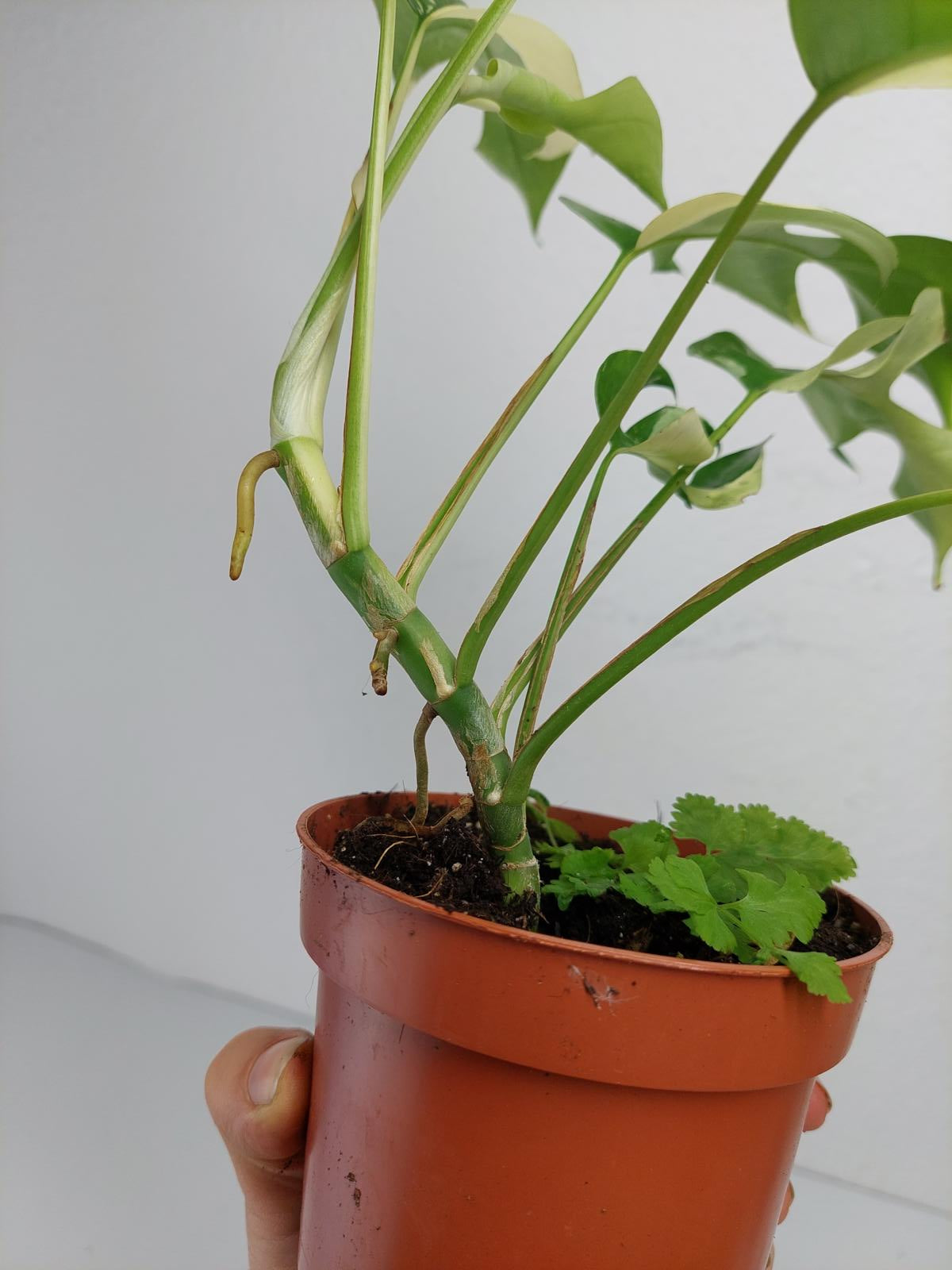 Monstera Minima / Raphidophora Tetrasperma Variegata