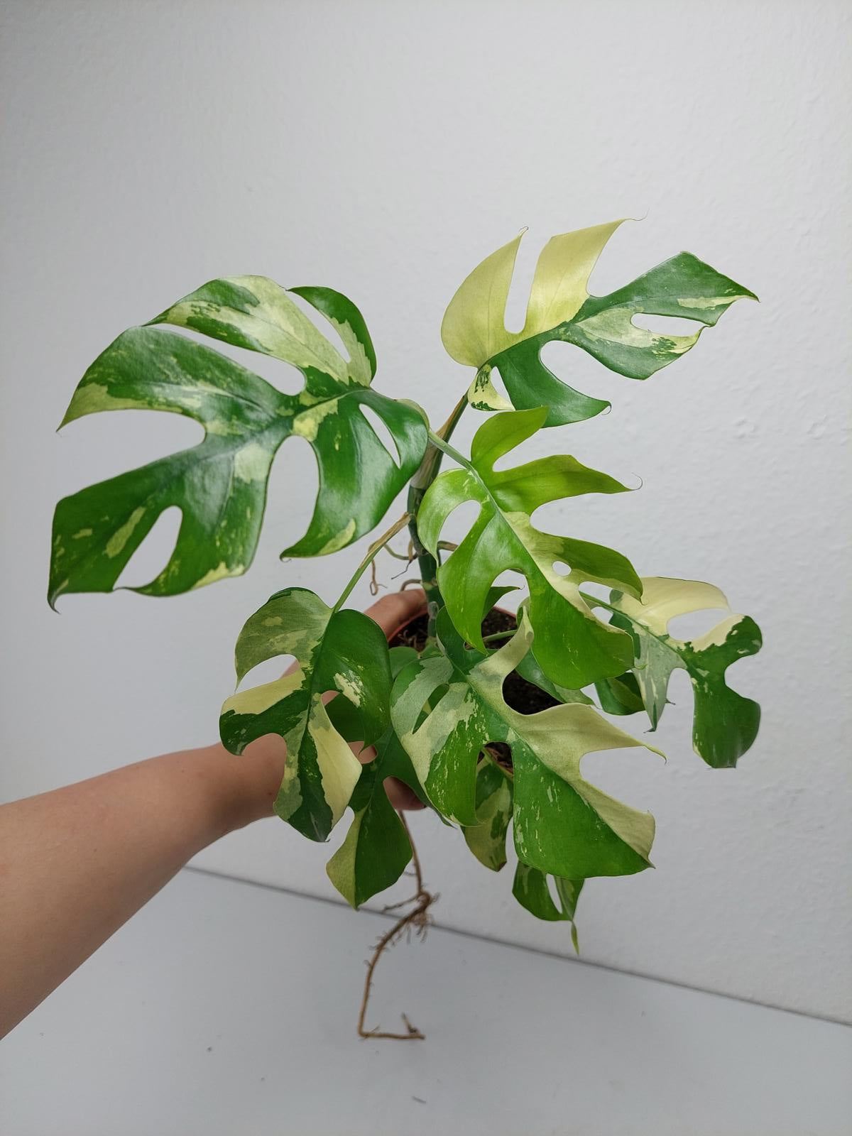 Monstera Minima / Raphidophora Tetrasperma Variegata
