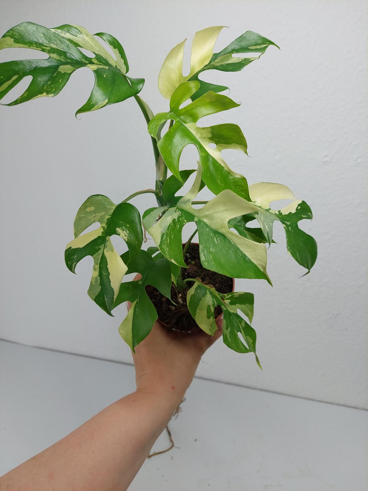 Monstera Minima / Raphidophora Tetrasperma Variegata