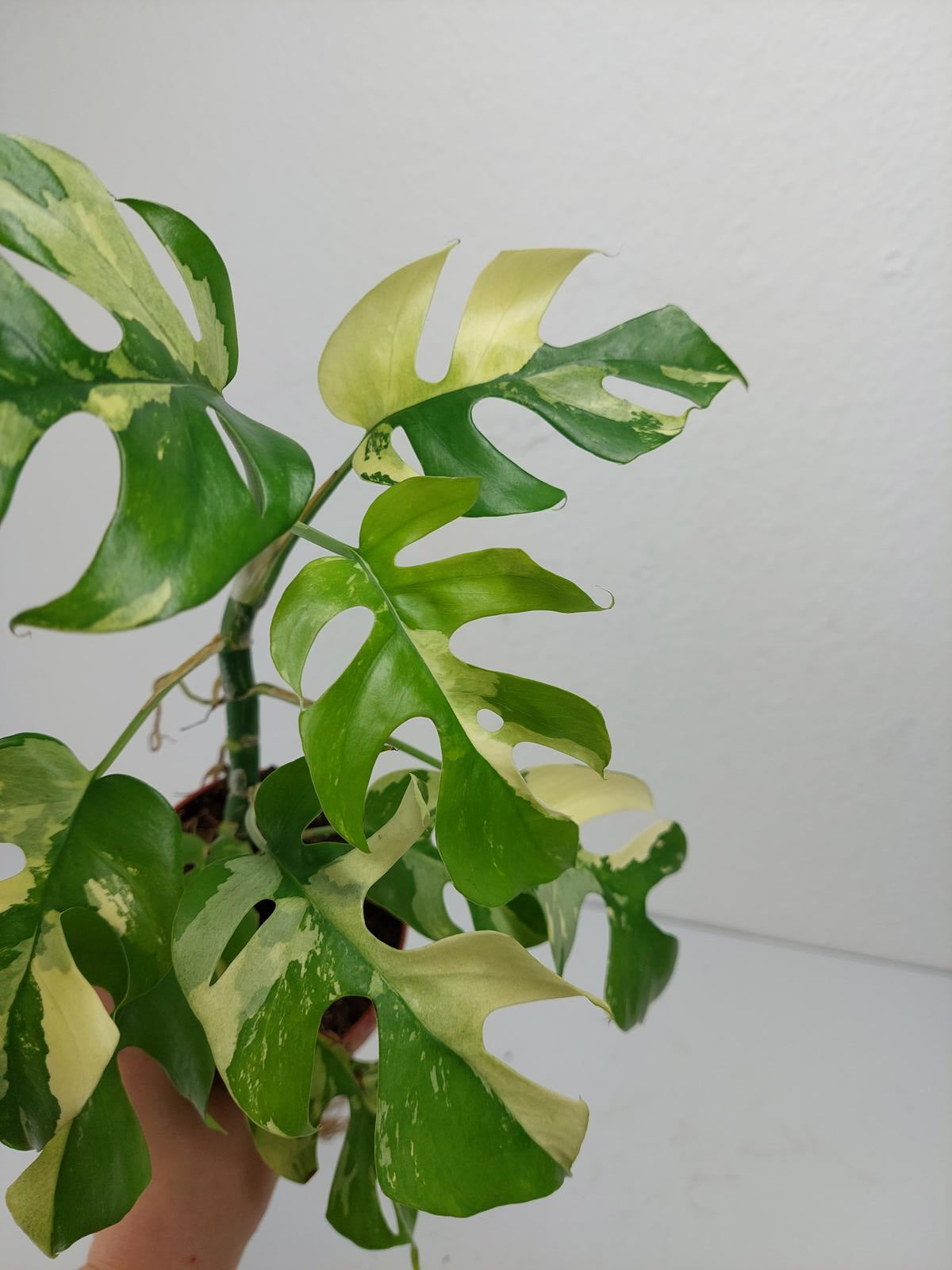 Monstera Minima / Raphidophora Tetrasperma Variegata