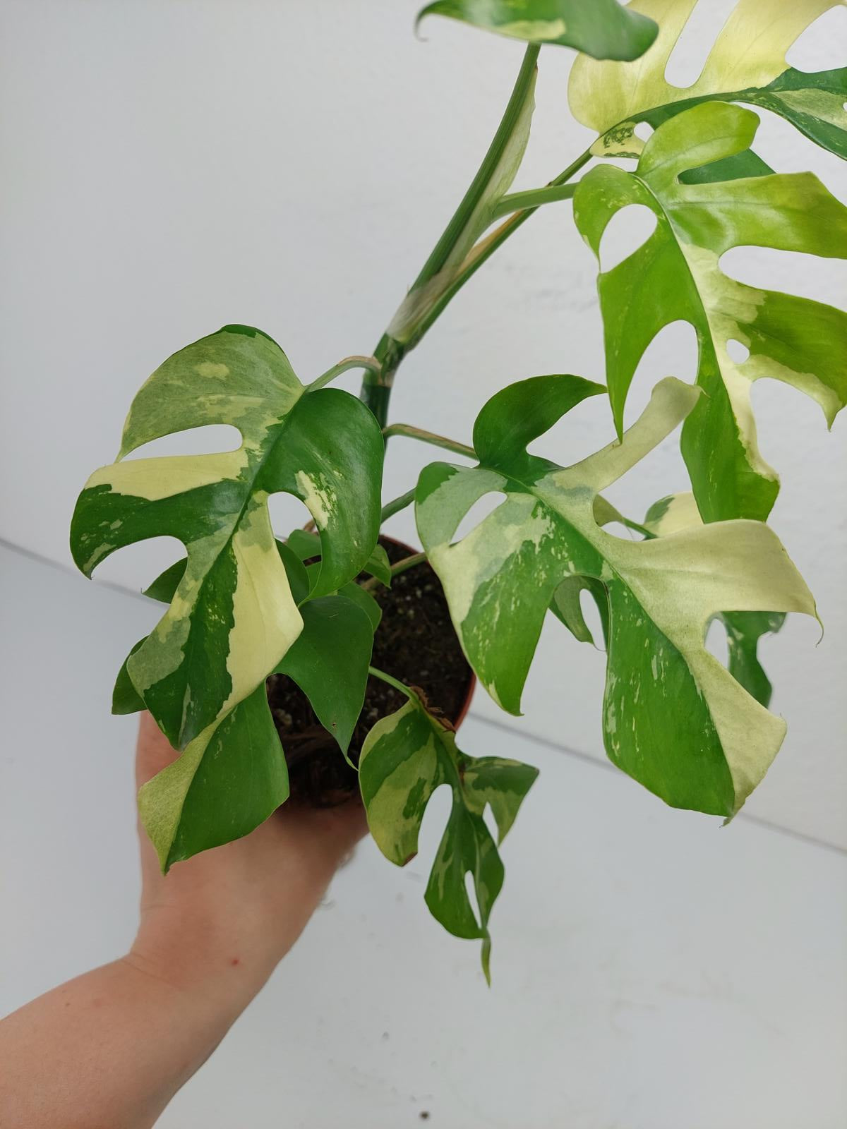 Monstera Minima / Raphidophora Tetrasperma Variegata