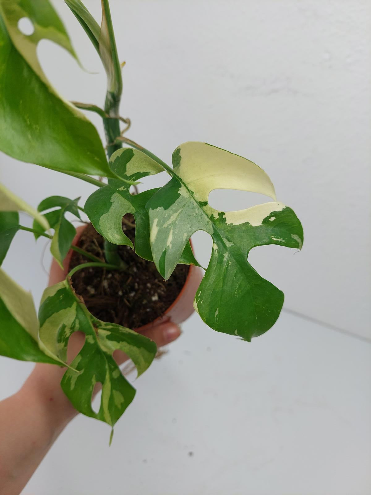 Monstera Minima / Raphidophora Tetrasperma Variegata