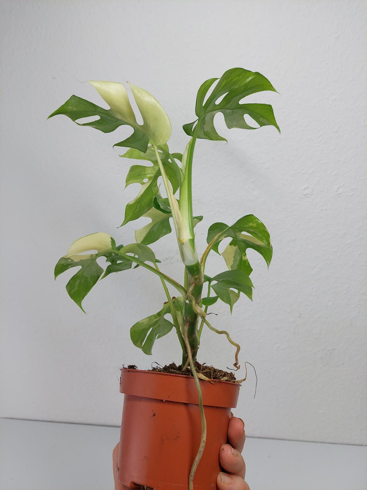Monstera Minima / Raphidophora Tetrasperma Variegata