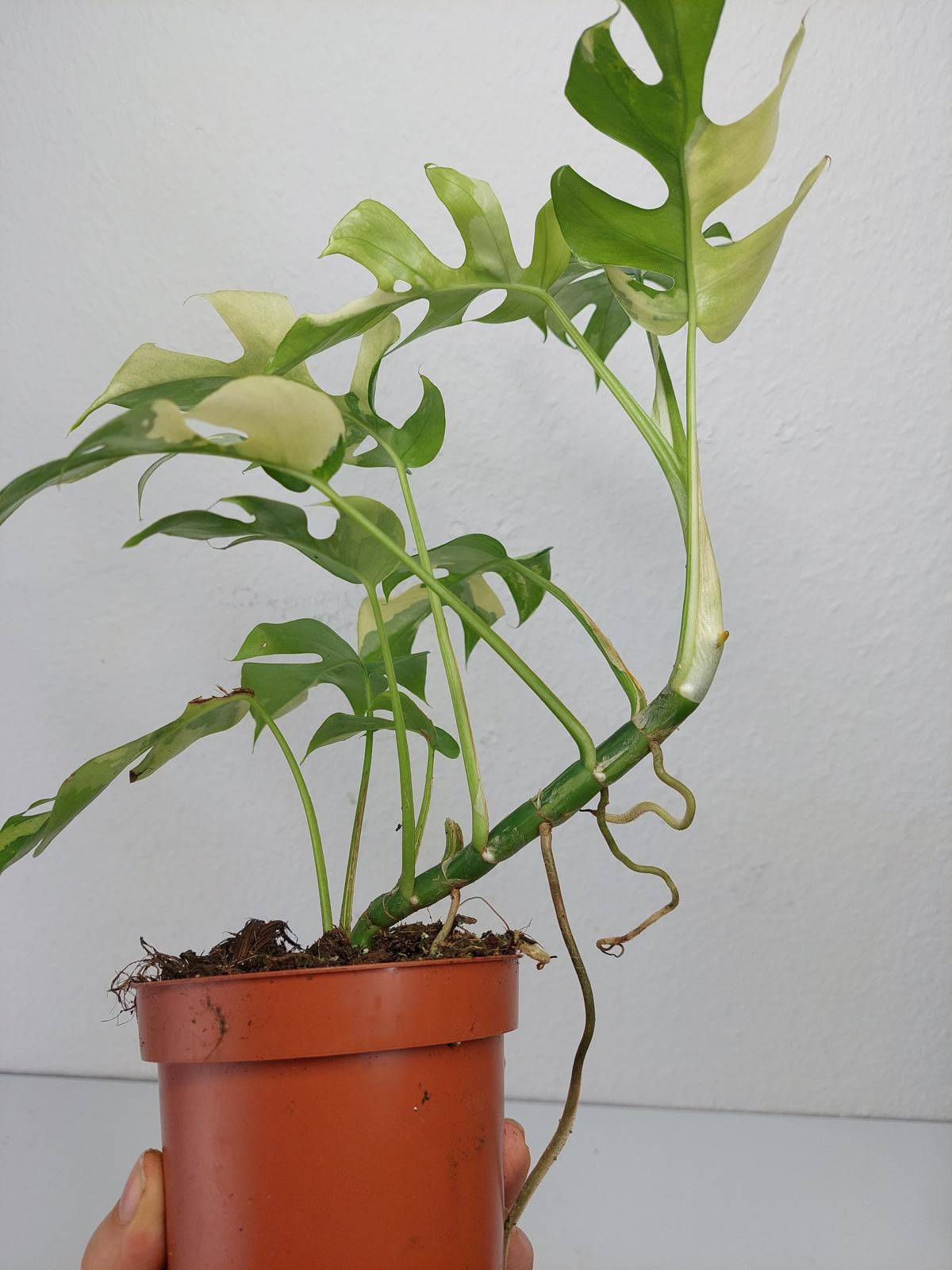 Monstera Minima / Raphidophora Tetrasperma Variegata