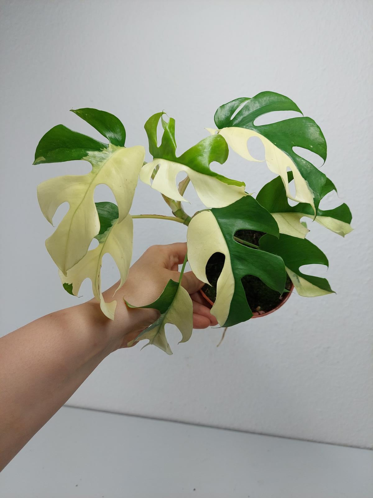 Monstera Minima / Raphidophora Tetrasperma Variegata