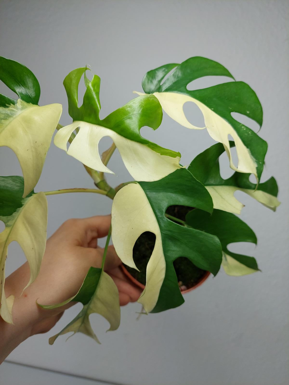 Monstera Minima / Raphidophora Tetrasperma Variegata