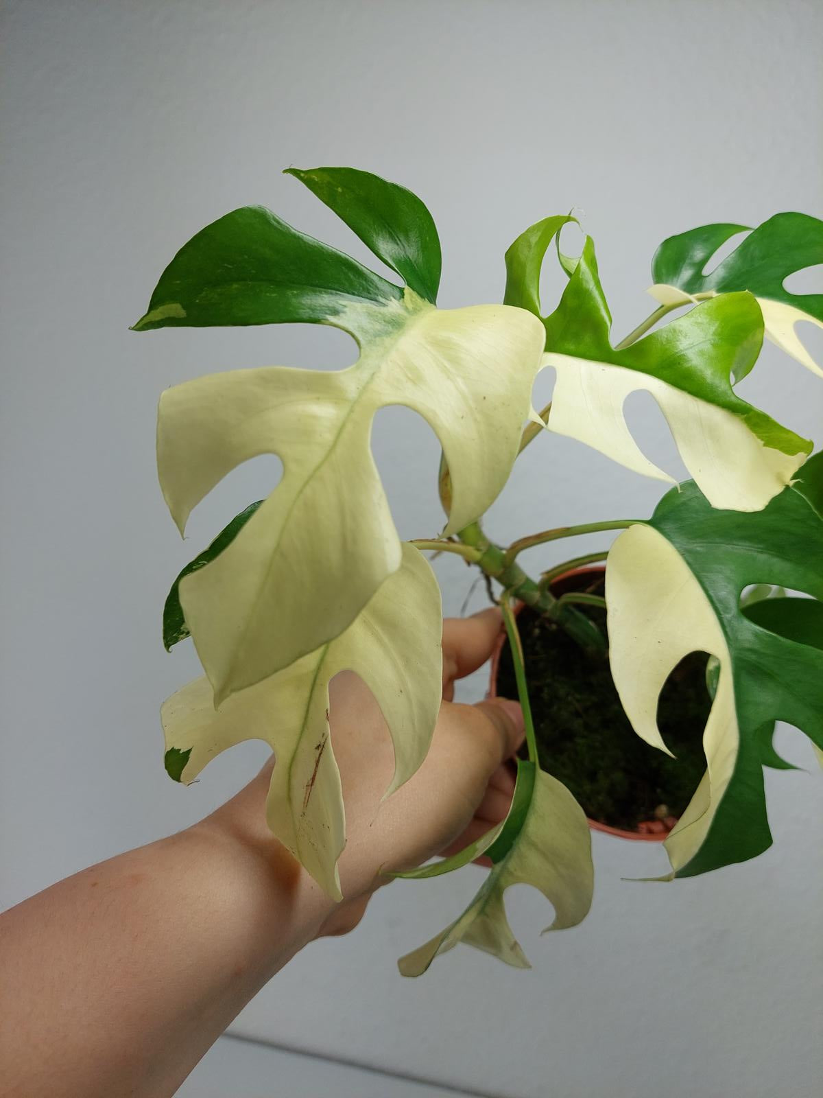 Monstera Minima / Raphidophora Tetrasperma Variegata