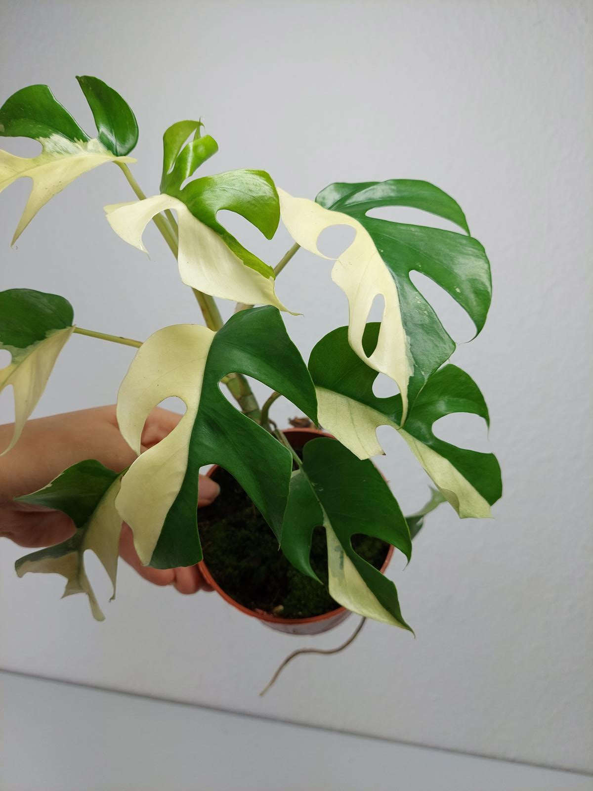Monstera Minima / Raphidophora Tetrasperma Variegata