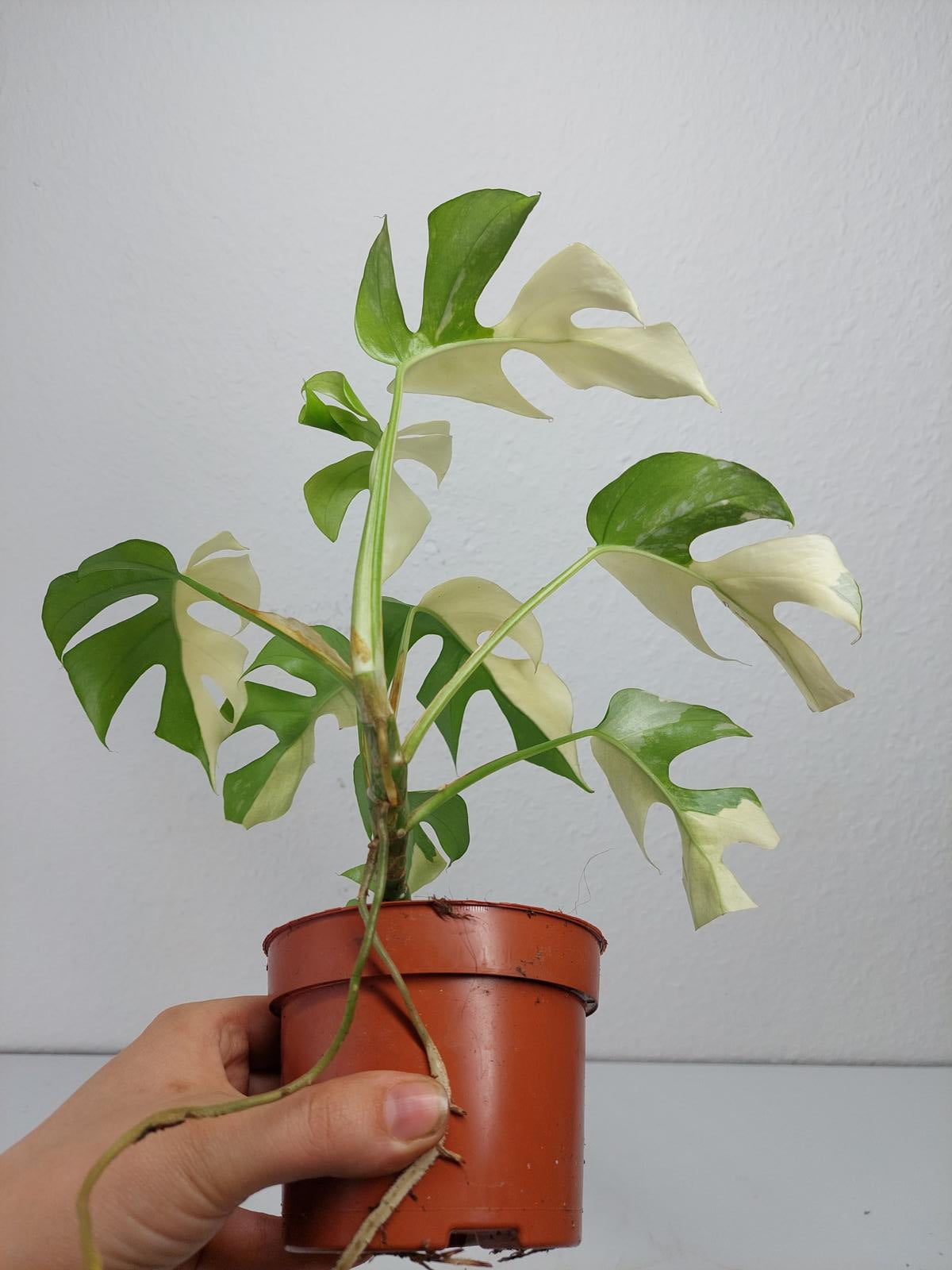 Monstera Minima / Raphidophora Tetrasperma Variegata