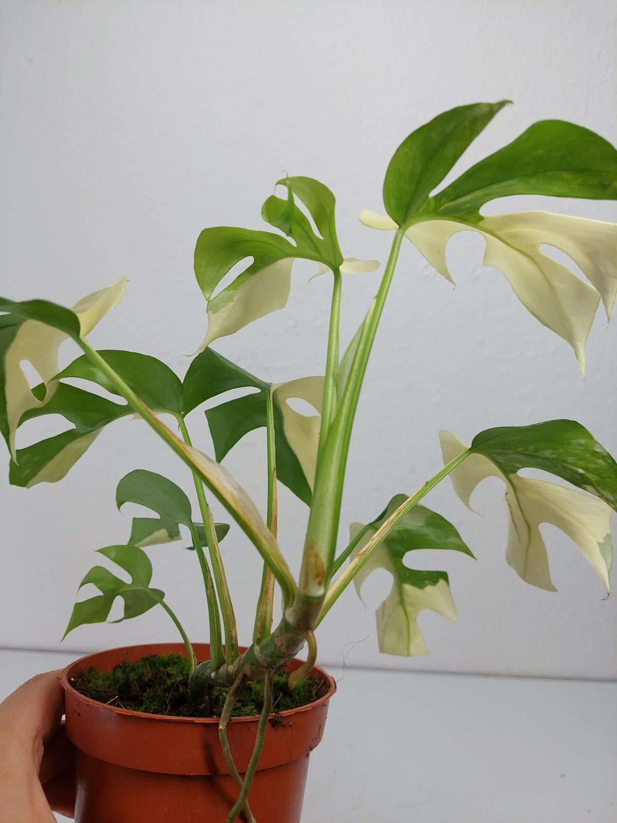 Monstera Minima / Raphidophora Tetrasperma Variegata