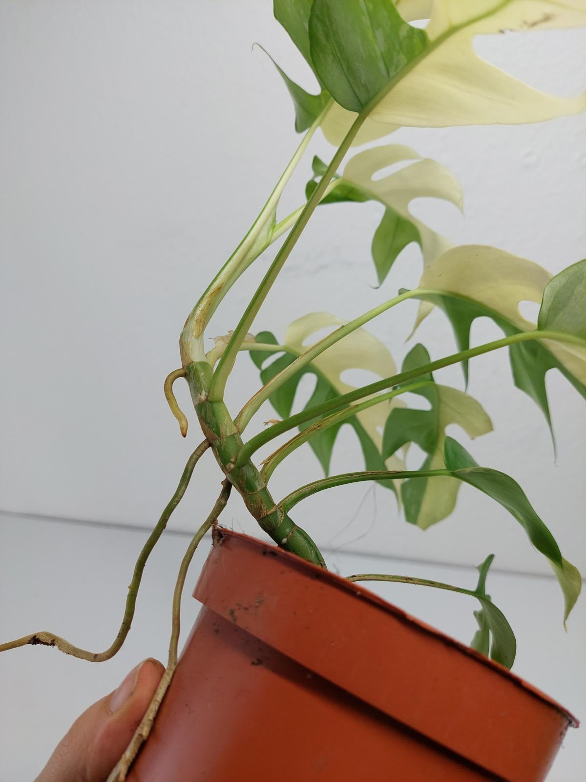 Monstera Minima / Raphidophora Tetrasperma Variegata