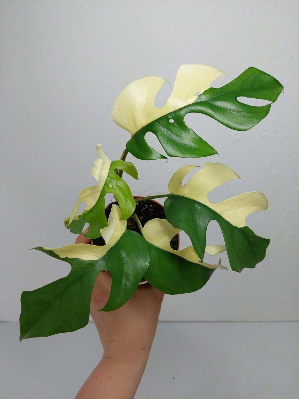 Monstera Minima / Raphidophora Tetrasperma Variegata