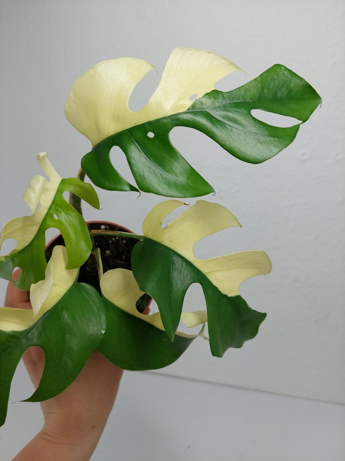 Monstera Minima / Raphidophora Tetrasperma Variegata