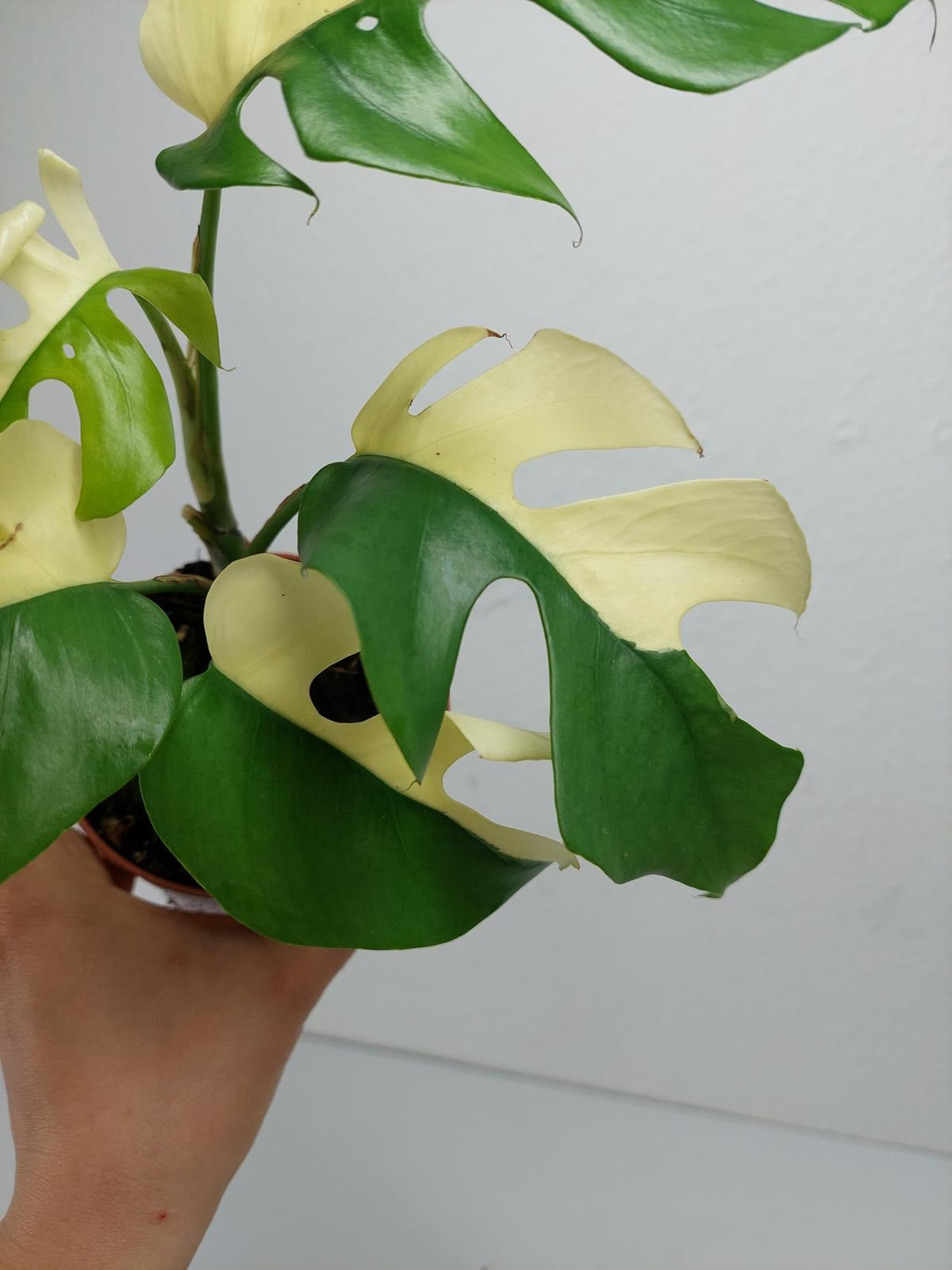 Monstera Minima / Raphidophora Tetrasperma Variegata