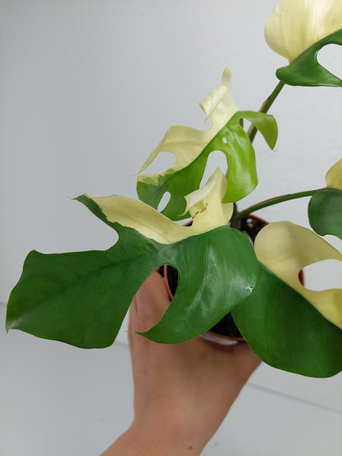 Monstera Minima / Raphidophora Tetrasperma Variegata