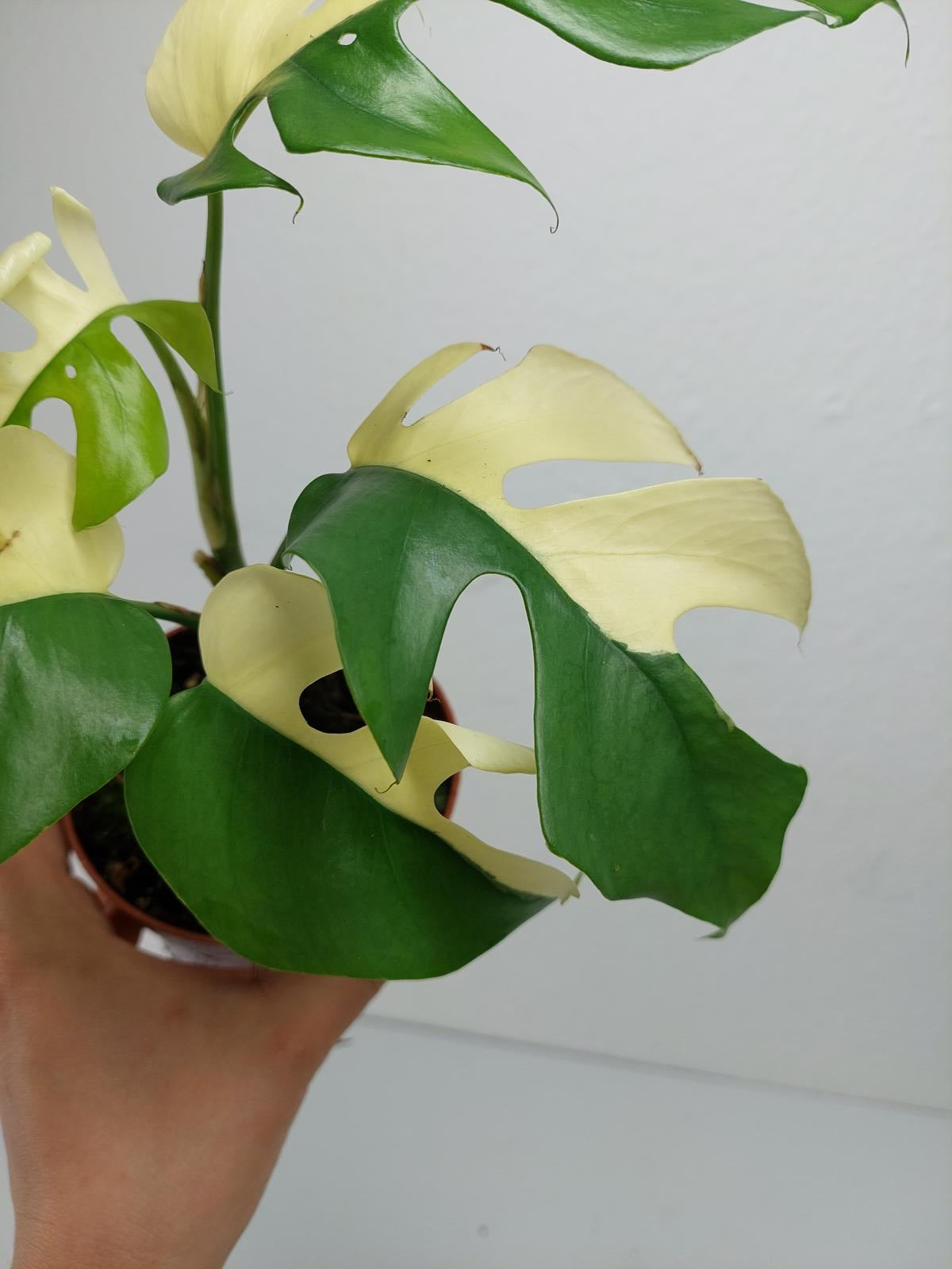 Monstera Minima / Raphidophora Tetrasperma Variegata