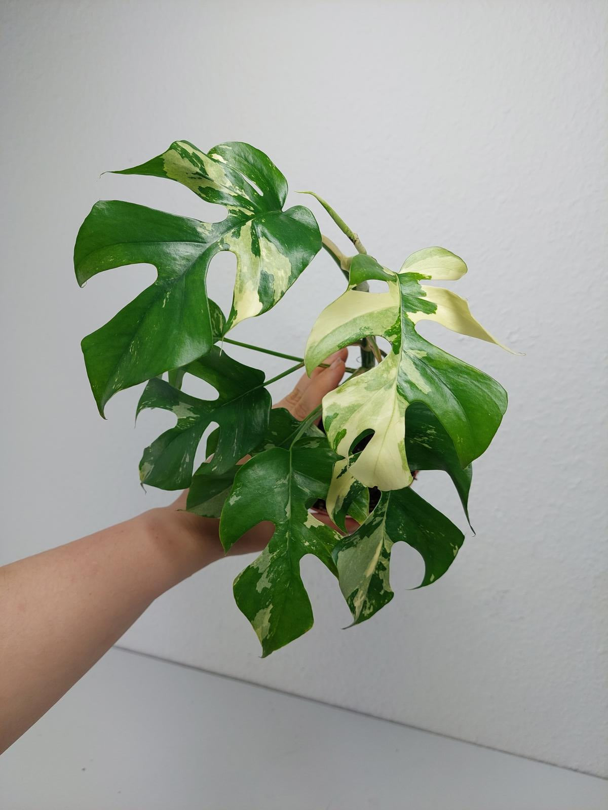 Monstera Minima / Raphidophora Tetrasperma Variegata