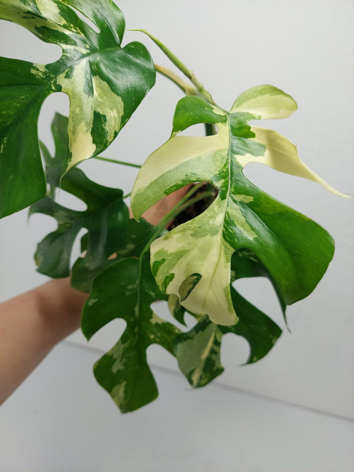Monstera Minima / Raphidophora Tetrasperma Variegata