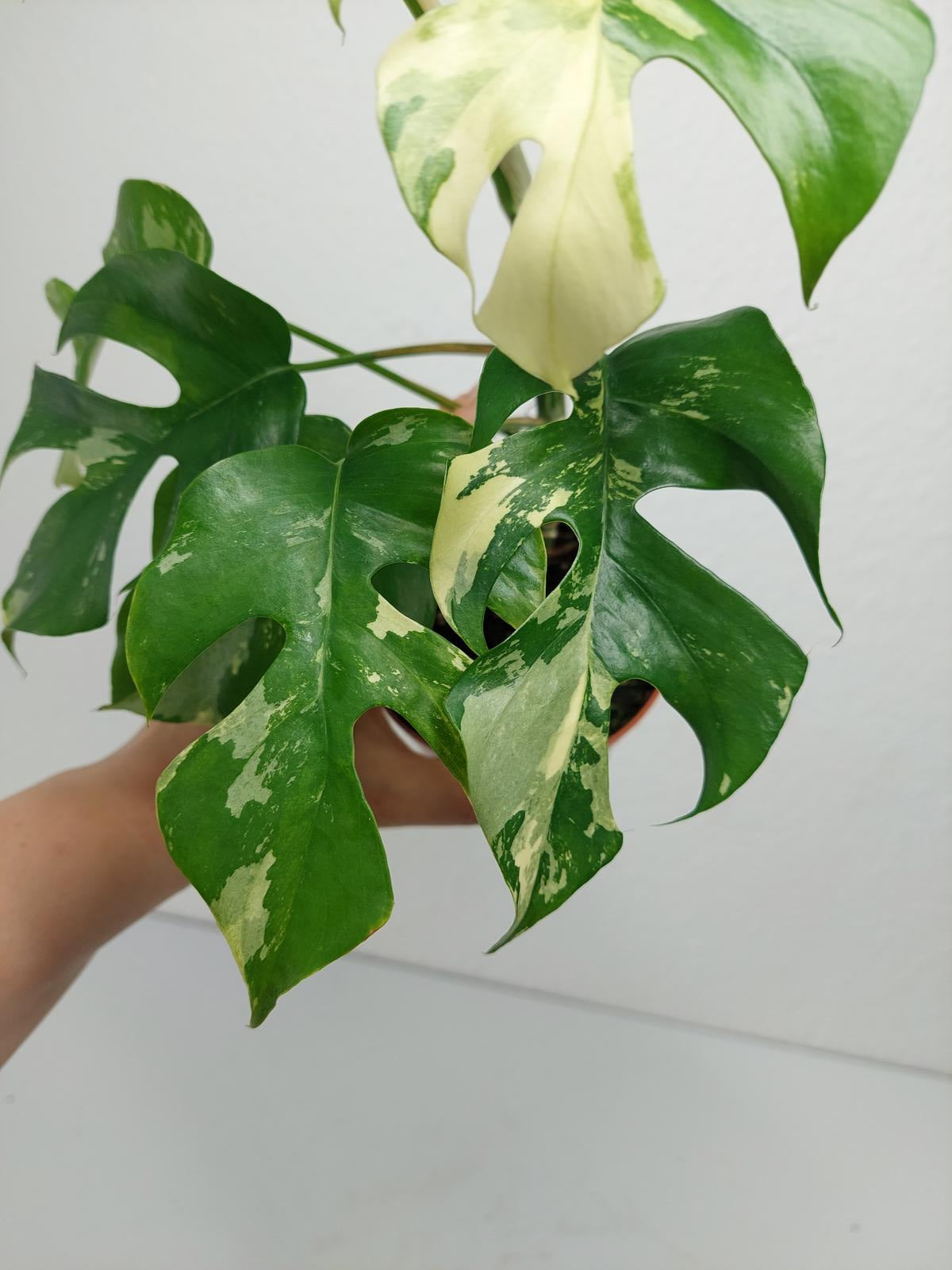 Monstera Minima / Raphidophora Tetrasperma Variegata