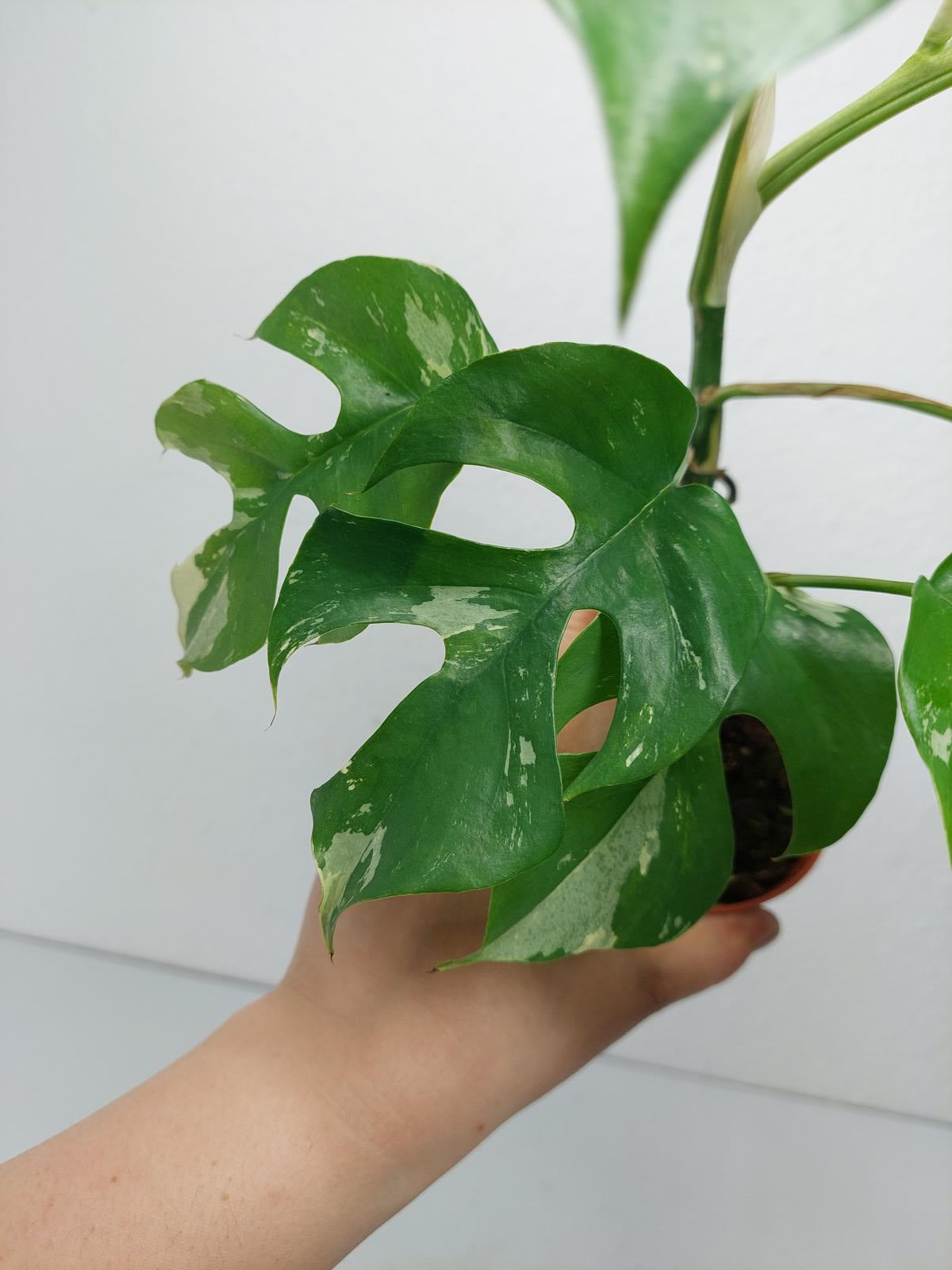 Monstera Minima / Raphidophora Tetrasperma Variegata