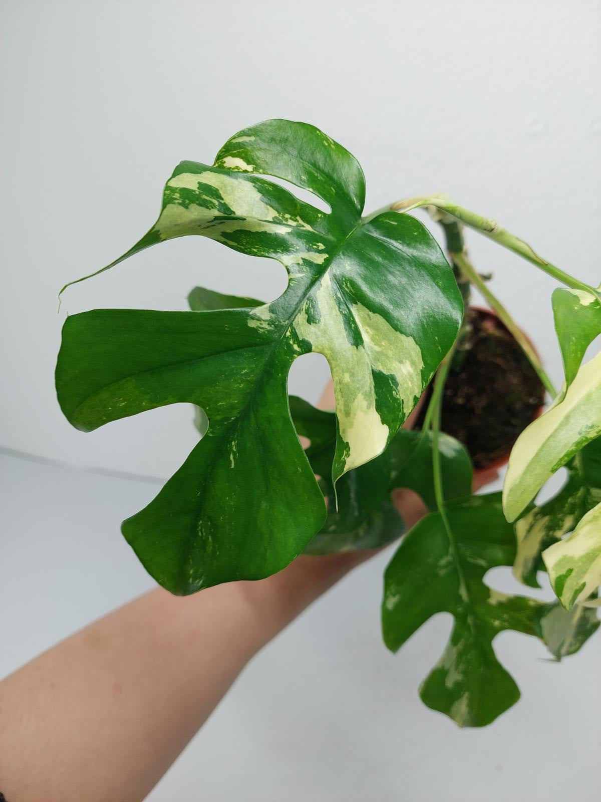 Monstera Minima / Raphidophora Tetrasperma Variegata