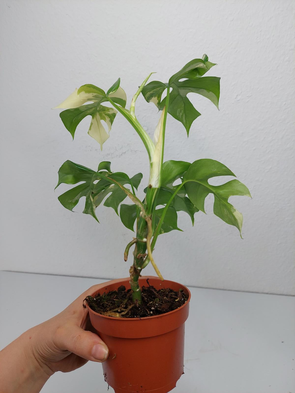 Monstera Minima / Raphidophora Tetrasperma Variegata