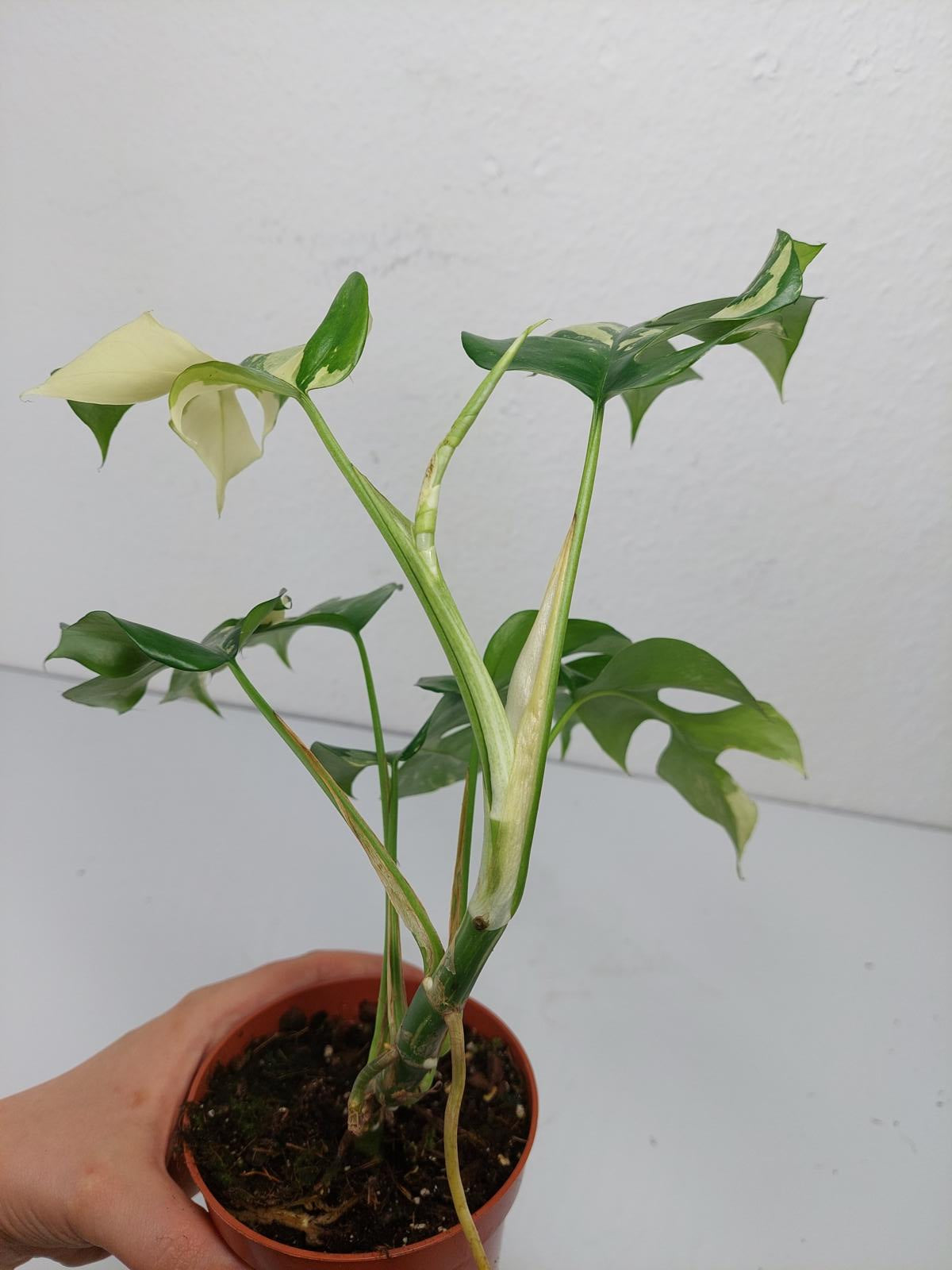 Monstera Minima / Raphidophora Tetrasperma Variegata