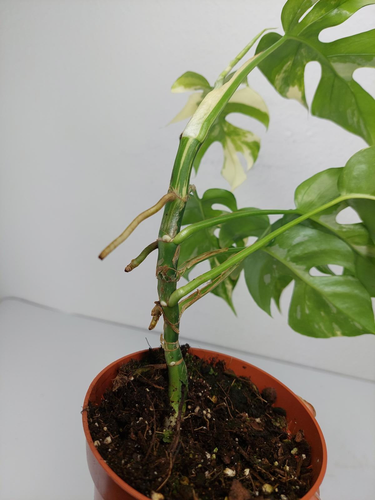 Monstera Minima / Raphidophora Tetrasperma Variegata