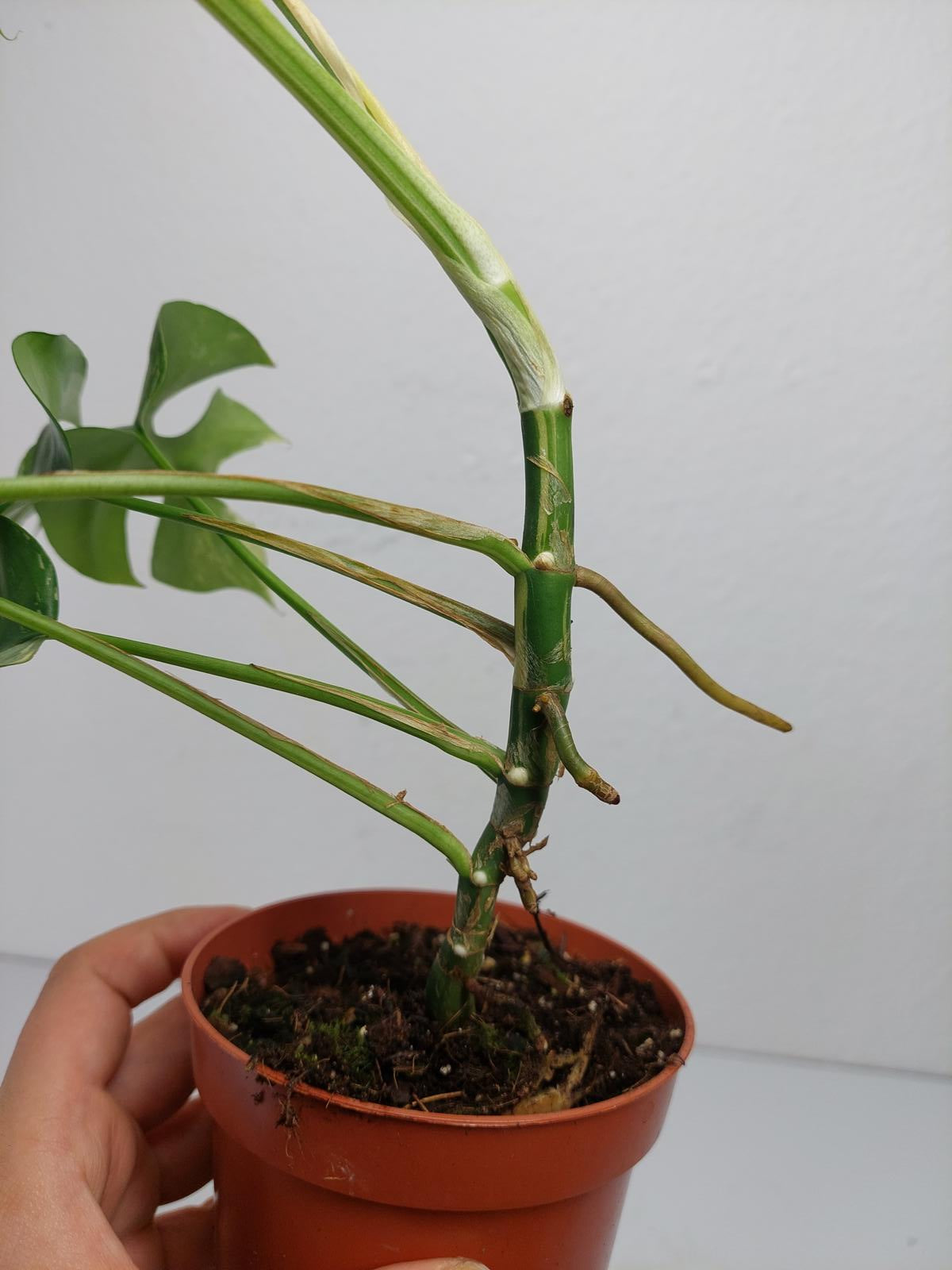 Monstera Minima / Raphidophora Tetrasperma Variegata