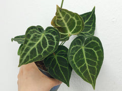 Anthurium Clarinervium Variegata